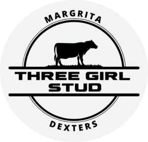 Three Girl Stud Dexter Cattle For Sale Cromwell Farms